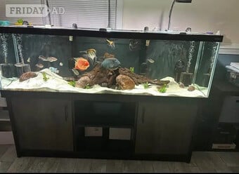 This Juwel Vision 450 LED aquarium and cabinet set is a complete 