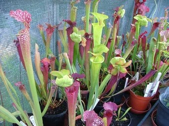Assorted Carnivorous Plants For Sale