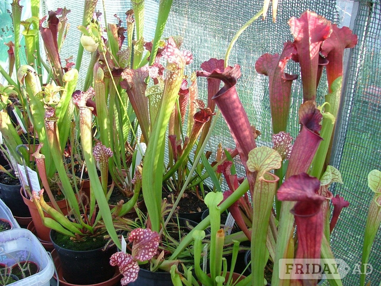 Assorted Carnivorous Plants For Sale