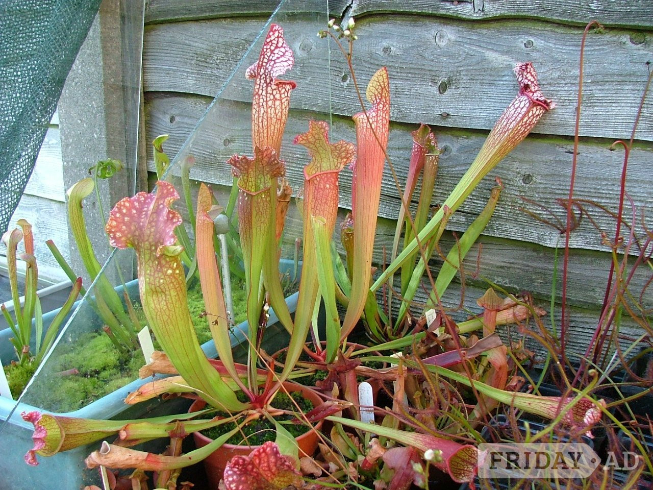 Thornton-Cleveleys Assorted Carnivorous Plants For Sale
