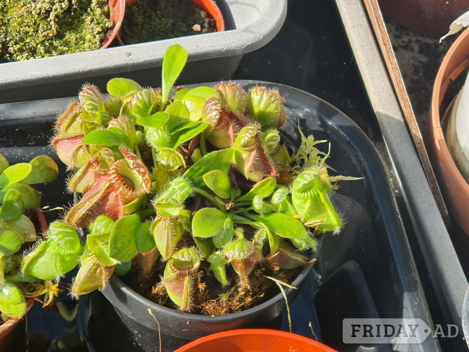 Assorted Carnivorous Plants For Sale - Garden in Thornton-Cleveleys