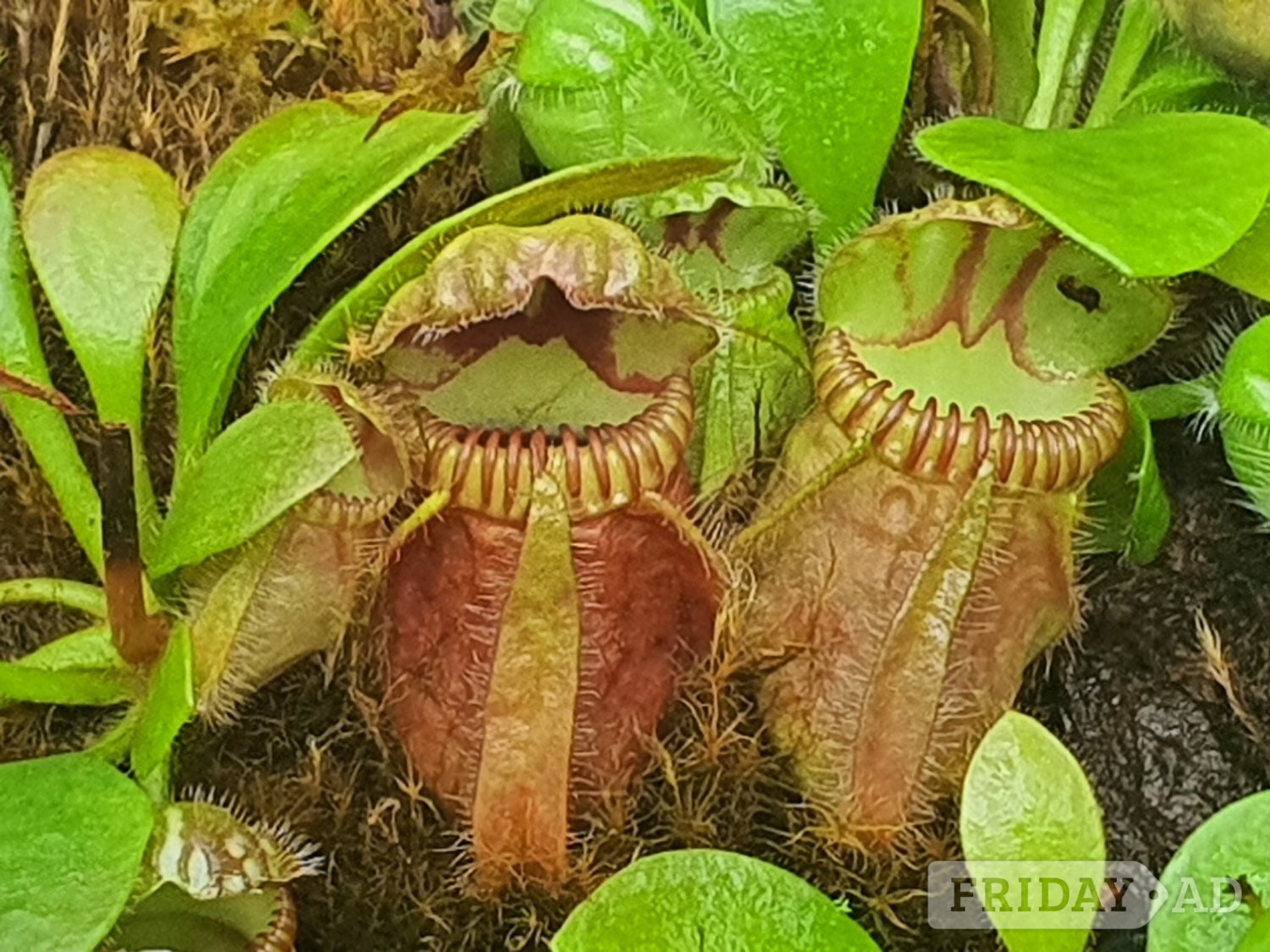 Assorted Carnivorous Plants For Sale - Garden