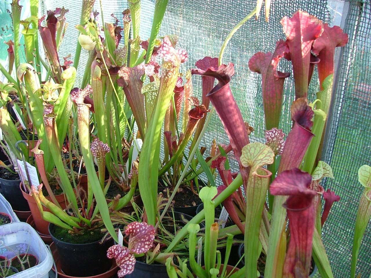 Assorted Carnivorous Plants For Sale