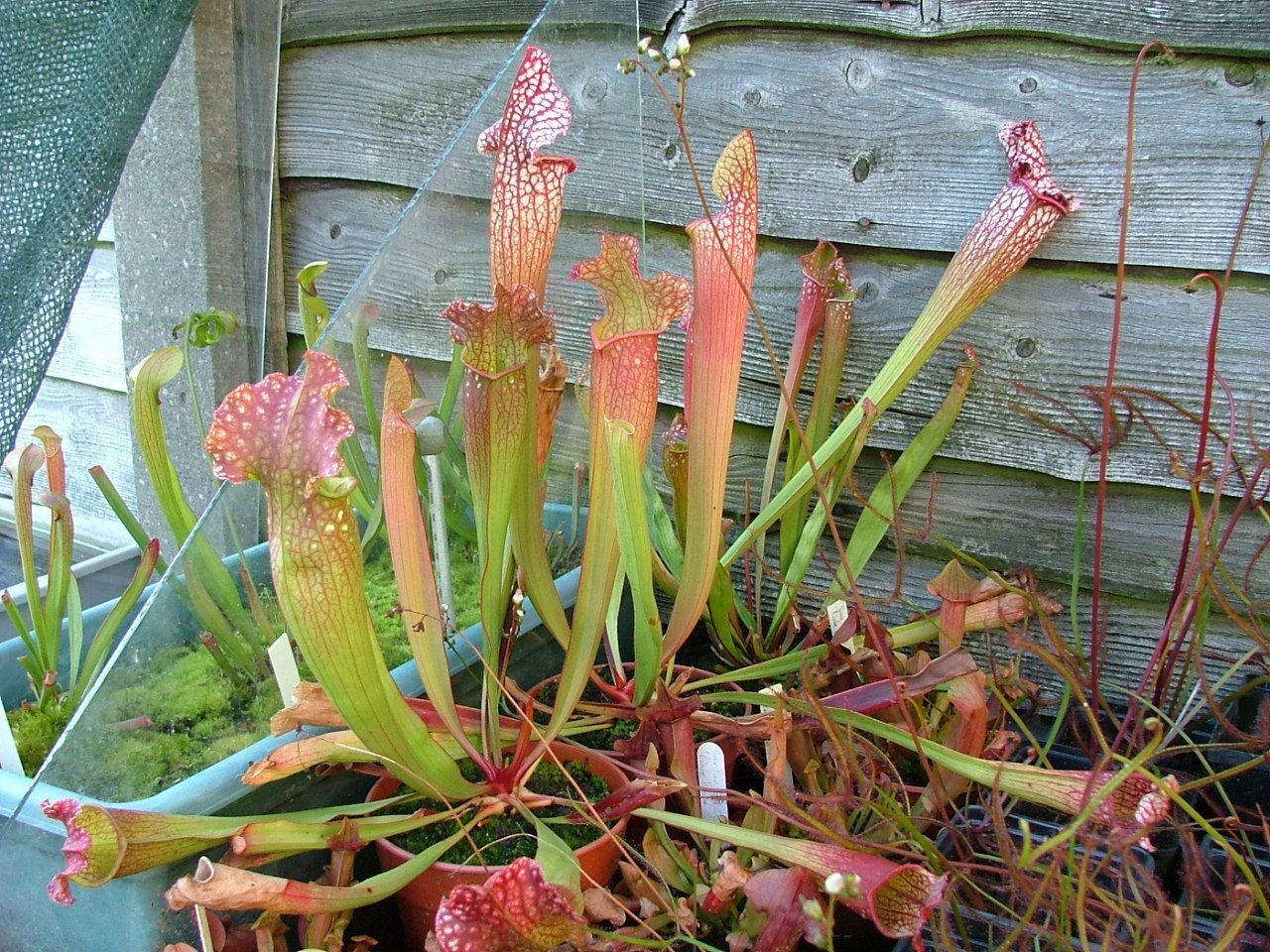 Thornton-Cleveleys Assorted Carnivorous Plants For Sale