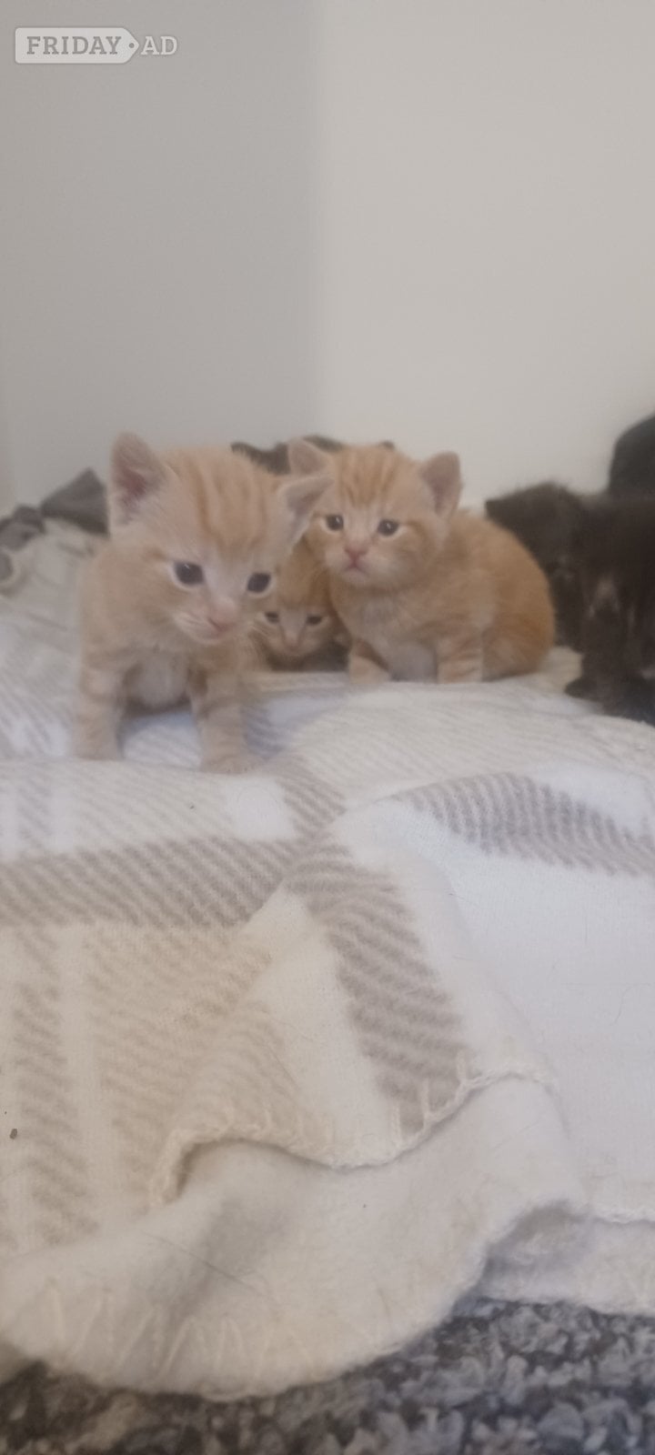 Kittens 4 weeks old  in Bristol