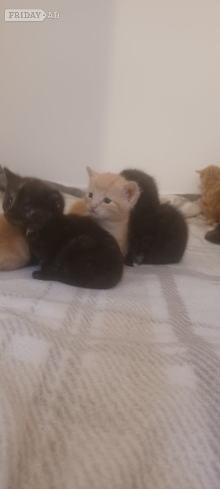 Kittens 4 weeks old 