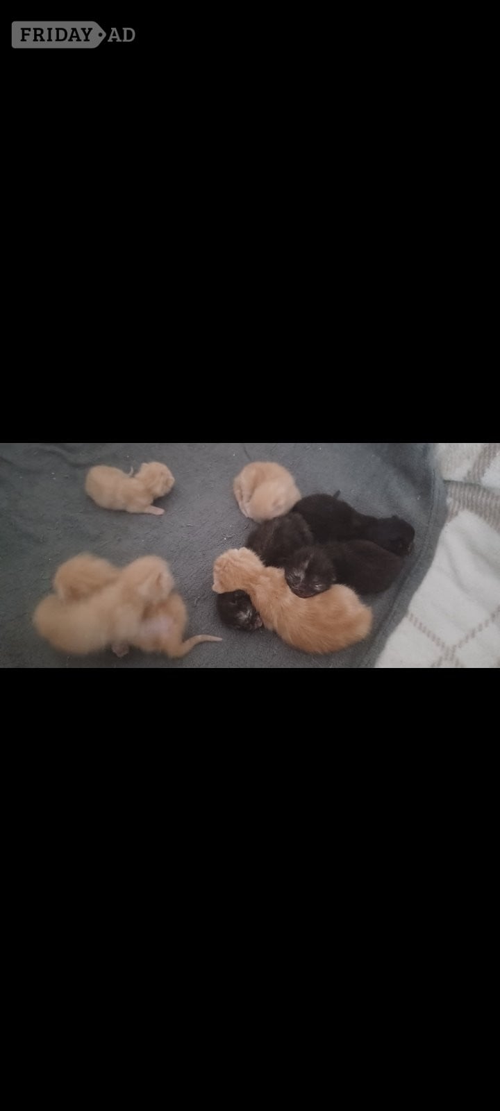 Bristol Kittens 4 weeks old 