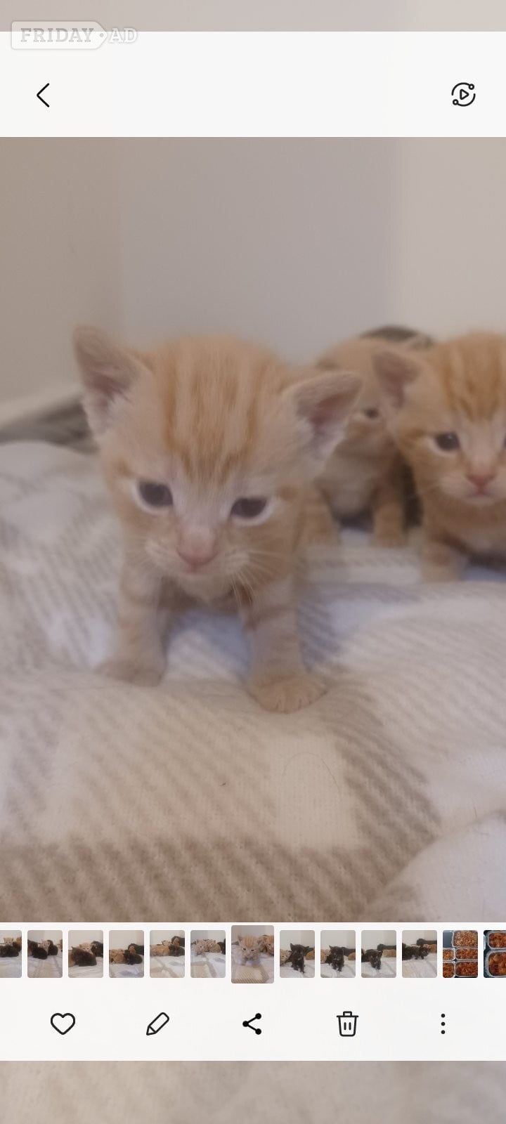 Kittens 4 weeks old  - Cats & Kittens in Bristol