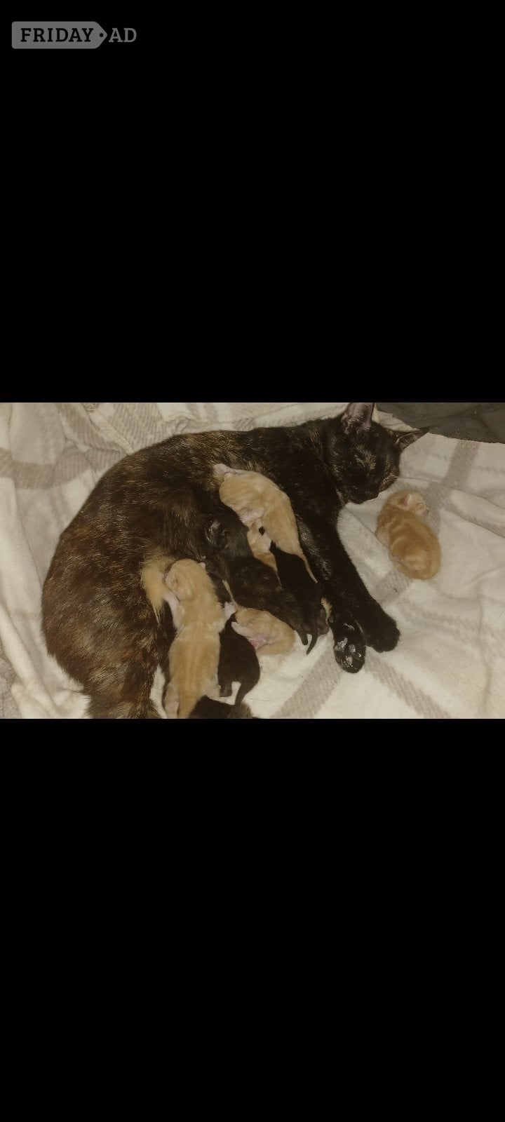 Kittens 4 weeks old  - Cats & Kittens
