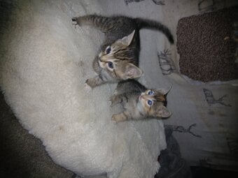 4 kittens 😸 available, weined, litter trained. 