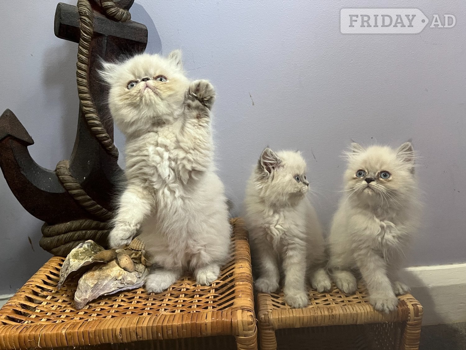 Ready Now. 3 little Persian Pirates ready to set sail