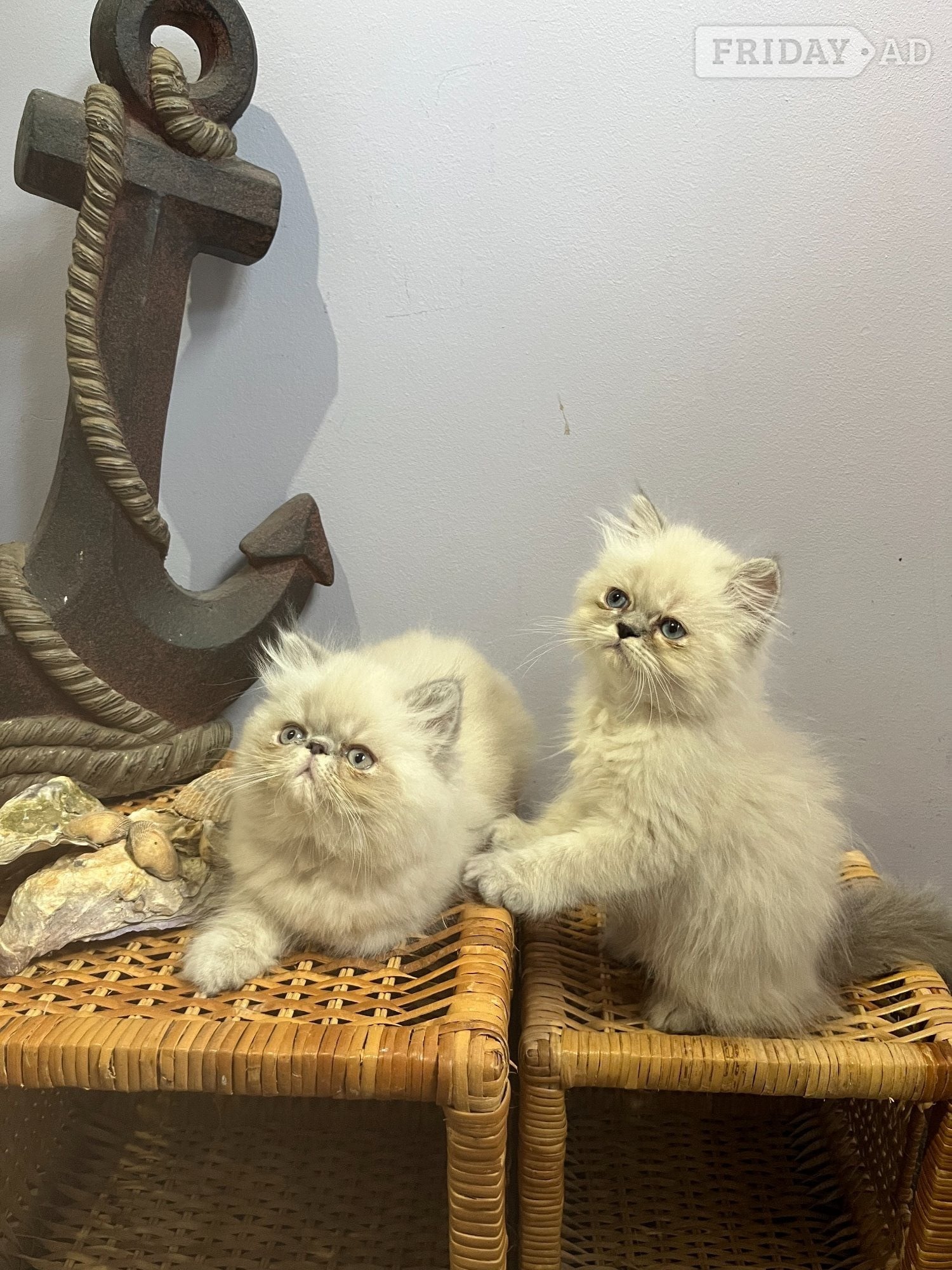 Ready Now. 3 little Persian Pirates ready to set sail - Cats & Kittens in Bromley