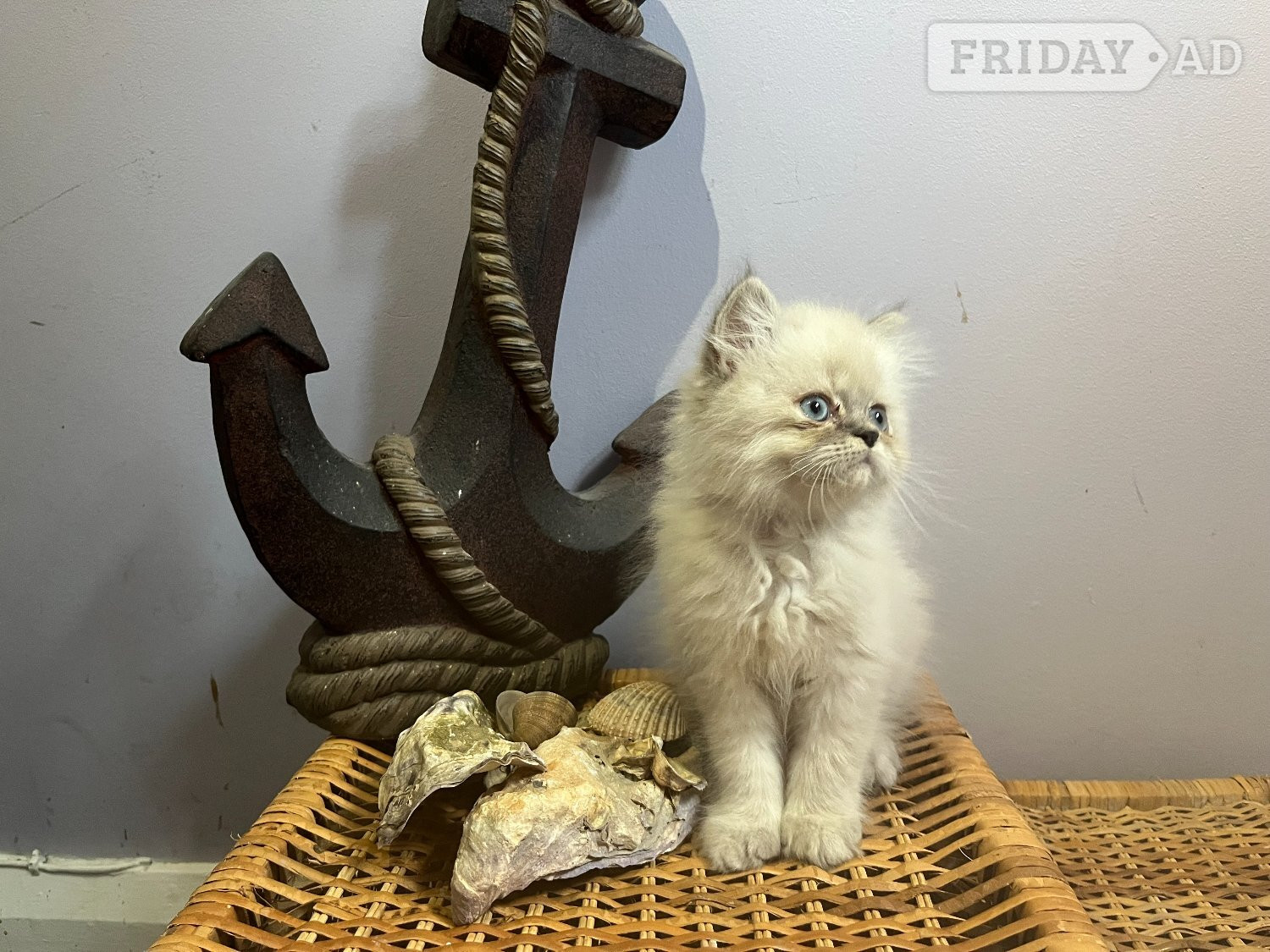Ready Now. 3 little Persian Pirates ready to set sail - Cats & Kittens