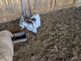 Female pedigree pigmy goats 