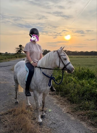 Kind 12.2 welsh part bred gelding 