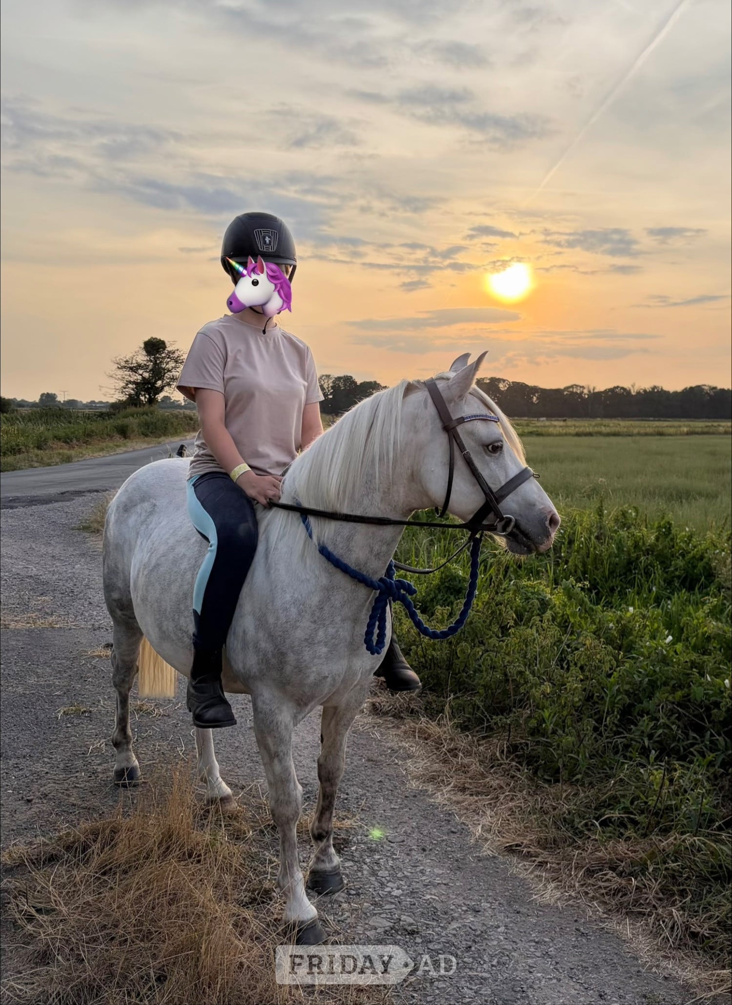 Kind 12.2 welsh part bred gelding  in Bristol