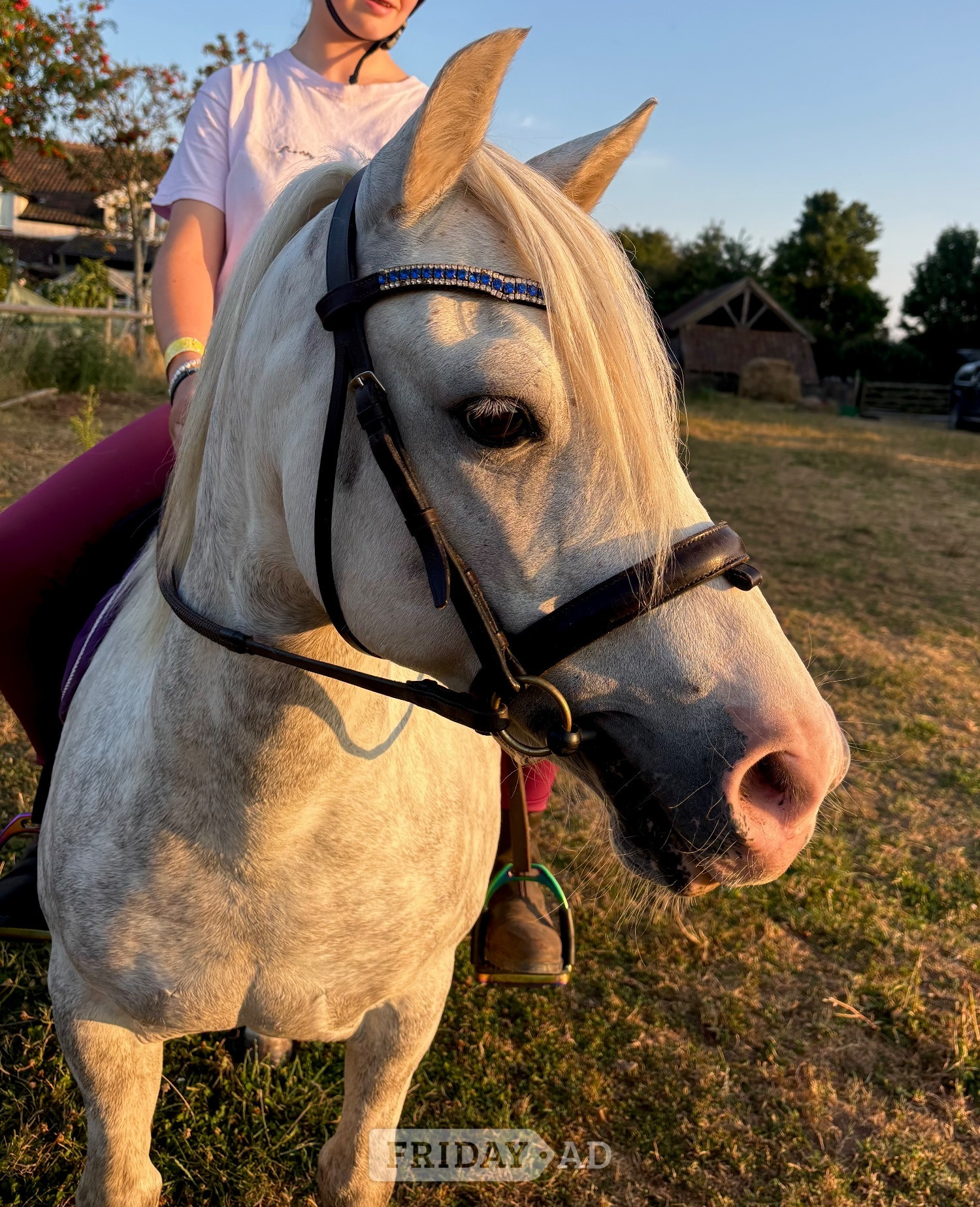 Kind 12.2 welsh part bred gelding 