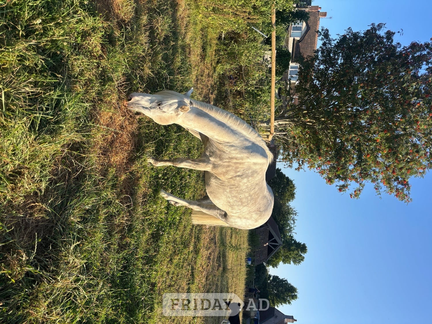 Bristol Kind 12.2 welsh part bred gelding 
