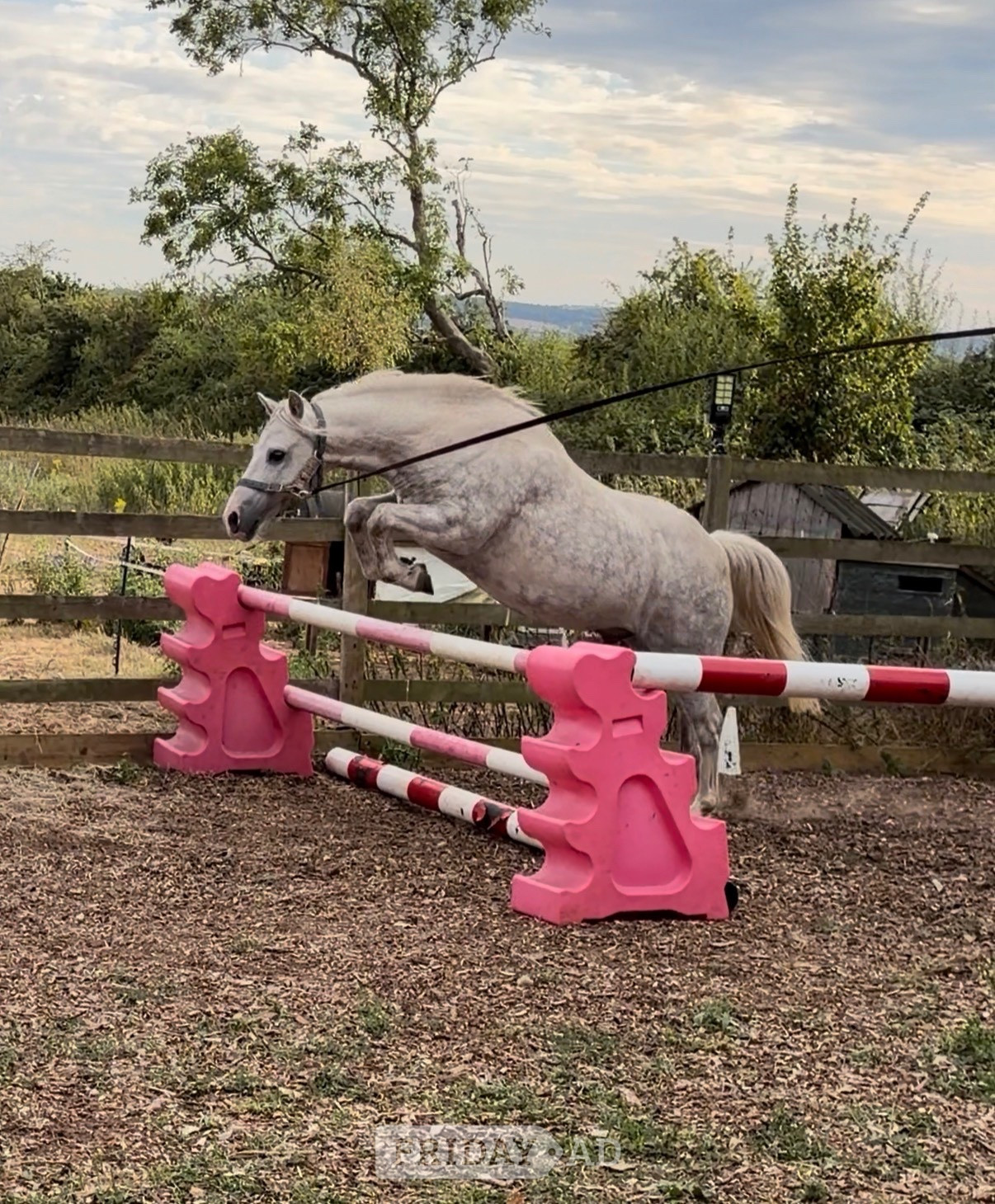 Kind 12.2 welsh part bred gelding  - Horses in Bristol