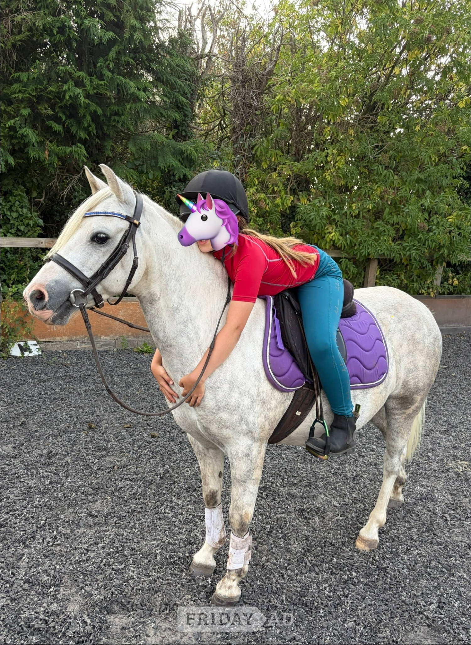 Kind 12.2 welsh part bred gelding  - Horses