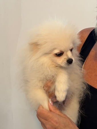 Beautiful Pomeranian boy!!