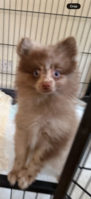 Beautiful Pomeranian boy!!