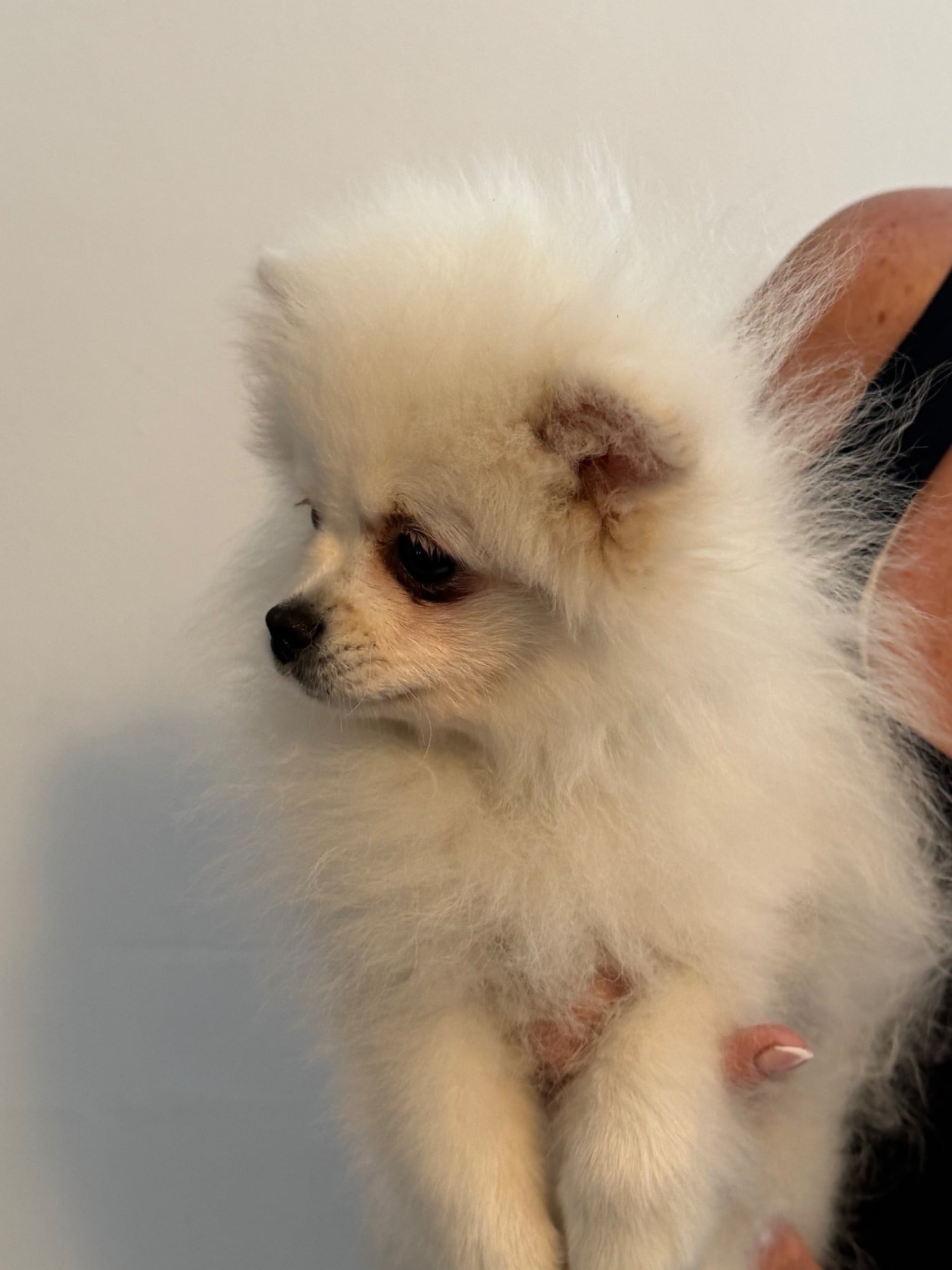 Beautiful Pomeranian boy!!