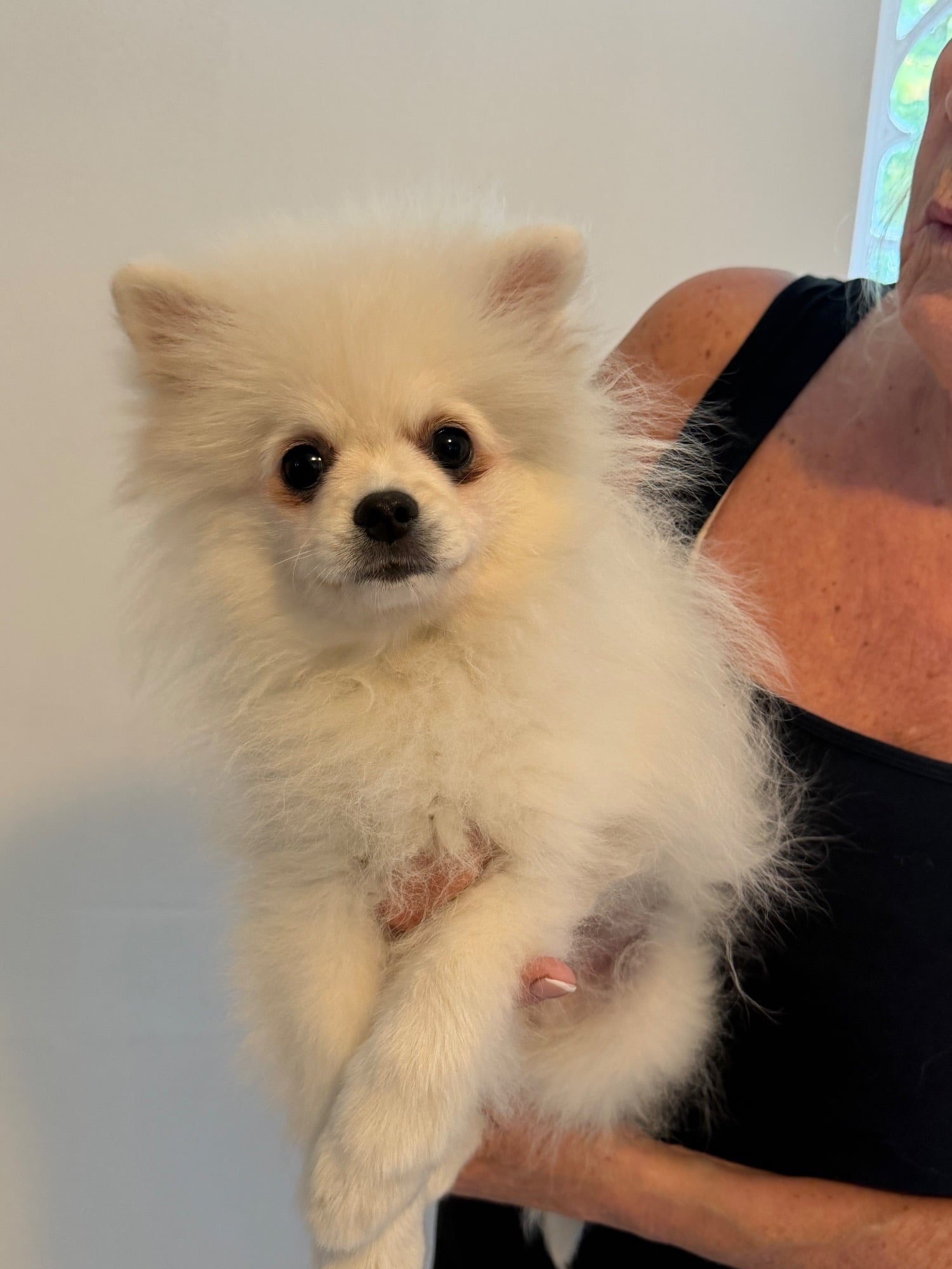 Ongar Beautiful Pomeranian boy!!