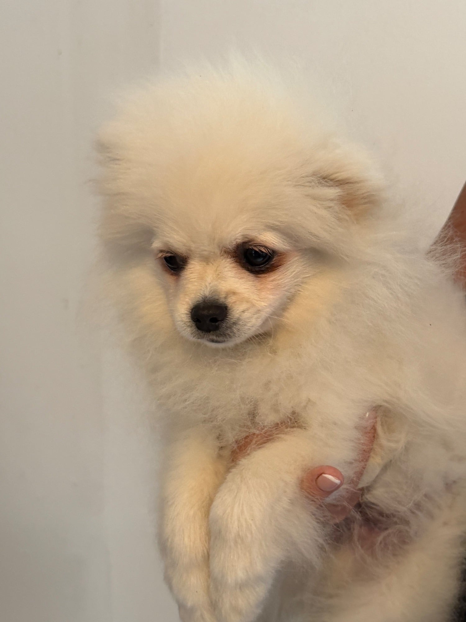 Beautiful Pomeranian boy!! - Dogs & Puppies in Ongar