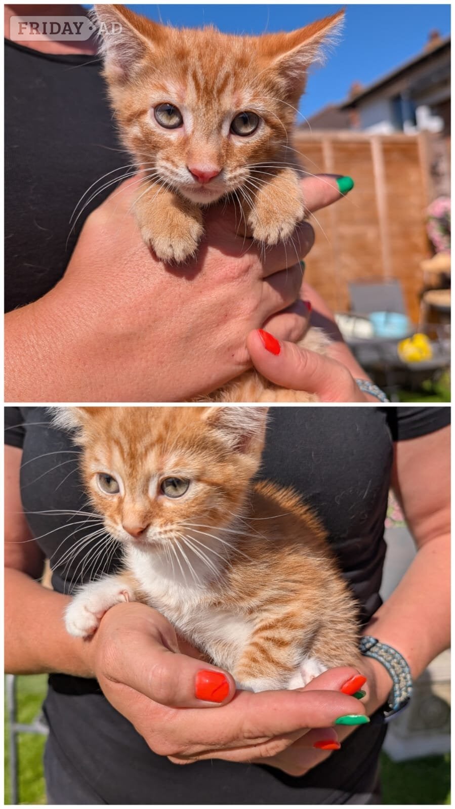 2 lovely kittens for sale  in Eastbourne