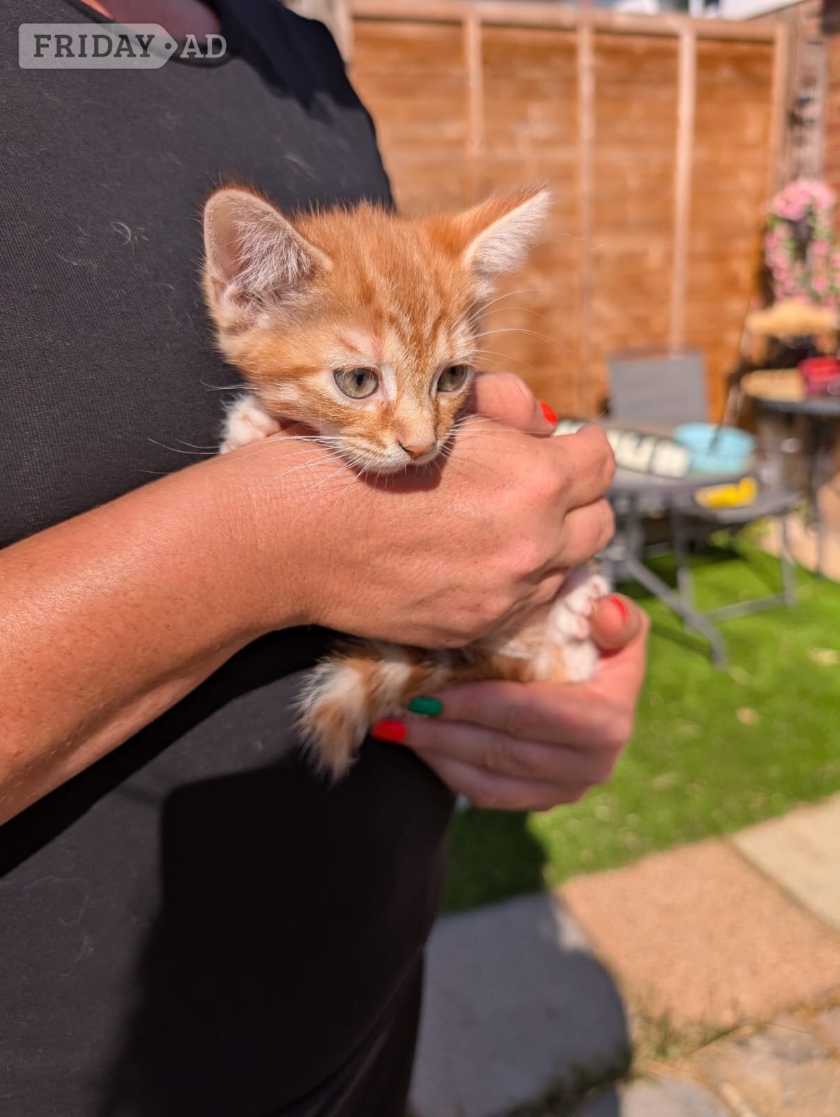 2 lovely kittens for sale 