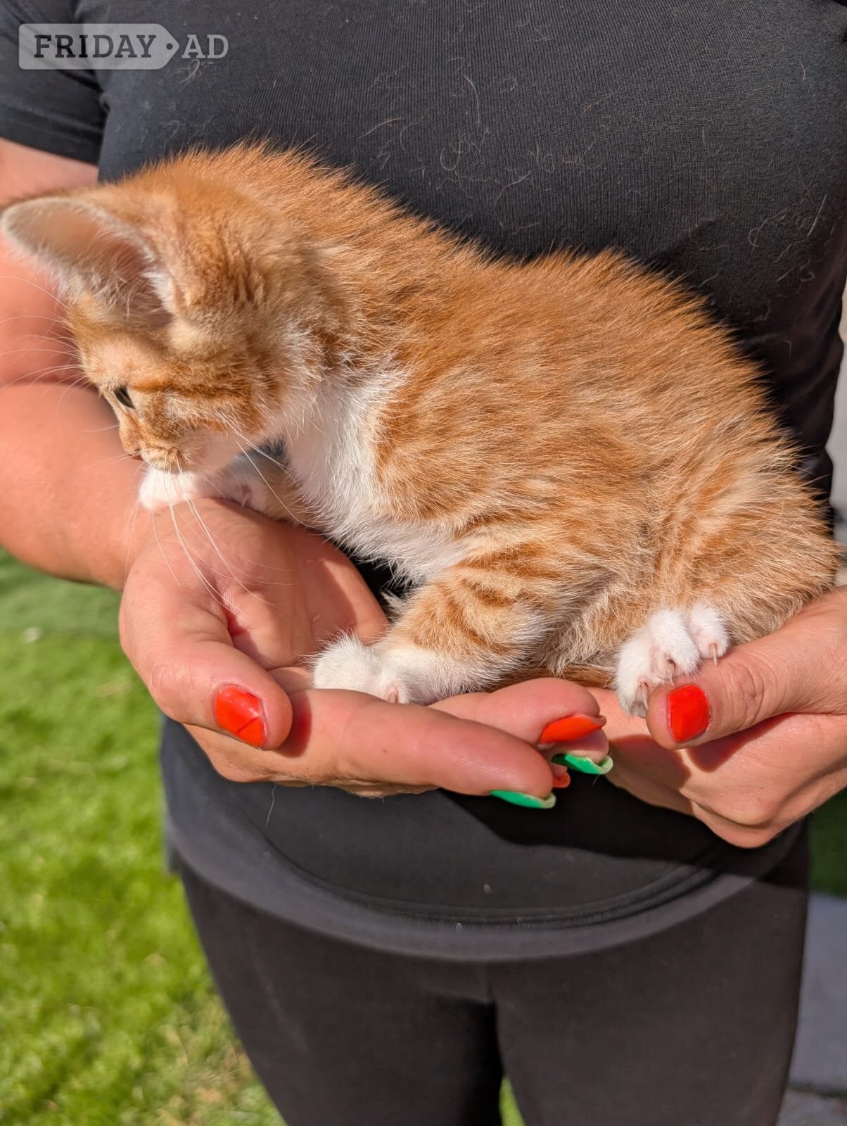 Eastbourne 2 lovely kittens for sale 
