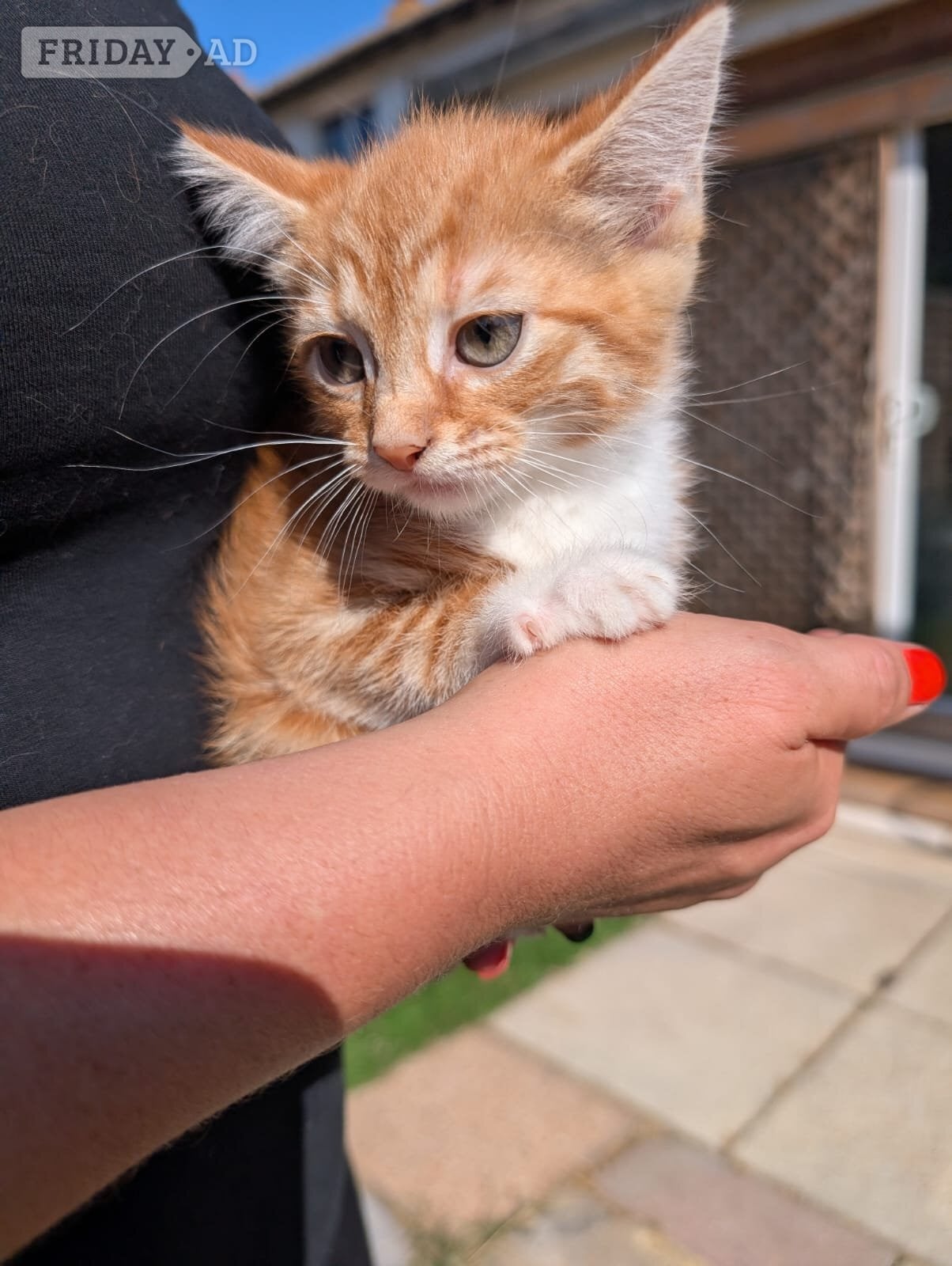 2 lovely kittens for sale  - Cats & Kittens in Eastbourne