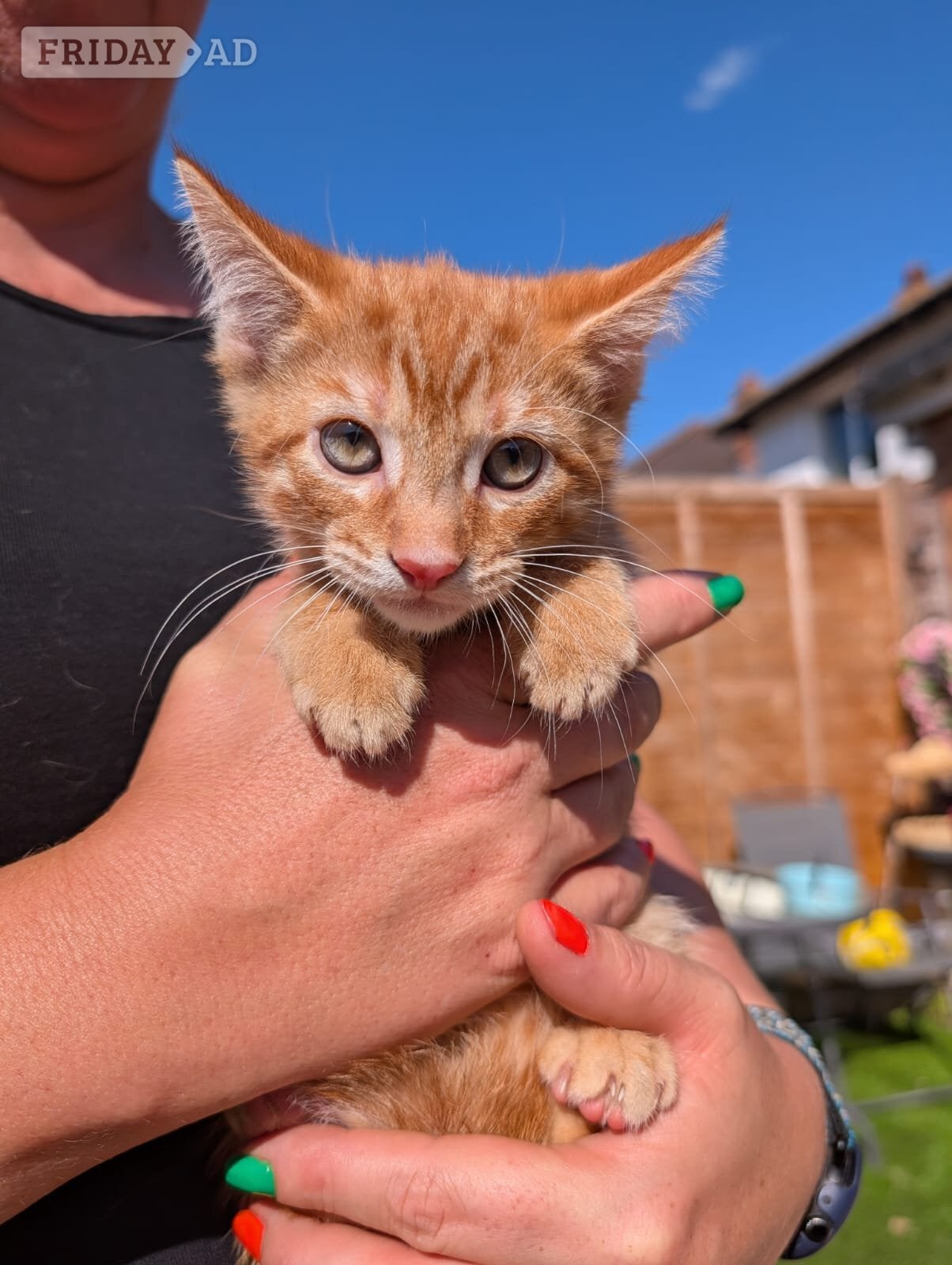 2 lovely kittens for sale  - Cats & Kittens