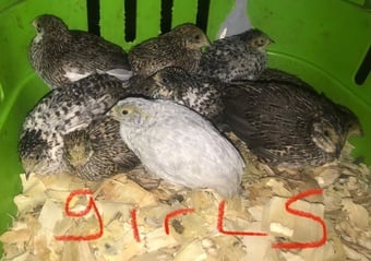 SEXED CHINESE PAINTED BUTTON QUAILS !