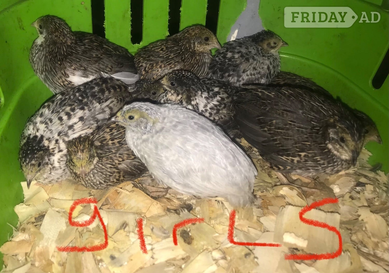 SEXED CHINESE PAINTED BUTTON QUAILS ! in Warminster