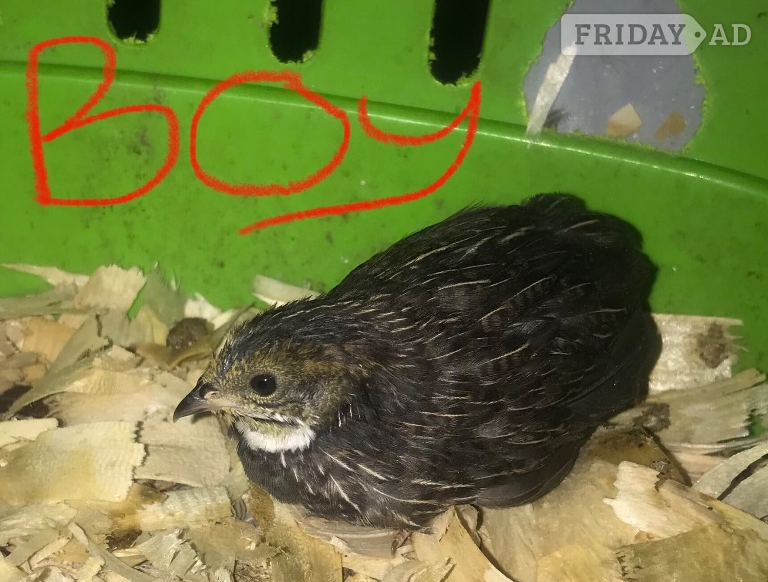 Warminster SEXED CHINESE PAINTED BUTTON QUAILS !