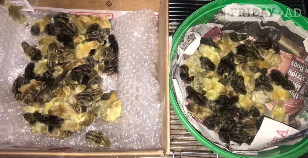 SEXED CHINESE PAINTED BUTTON QUAILS ! - Other Pets