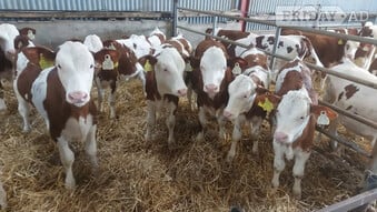 20 Hereford Calves 
