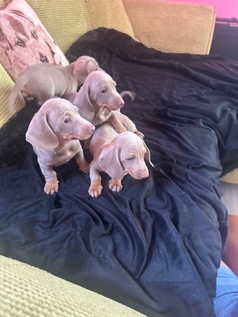  Pedigree miniature dachshund puppies ready now