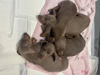  Pedigree miniature dachshund puppies ready now