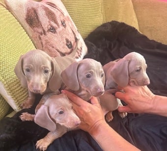  Pedigree miniature dachshund puppies ready now