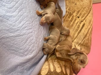 Kc miniature dachshund puppies