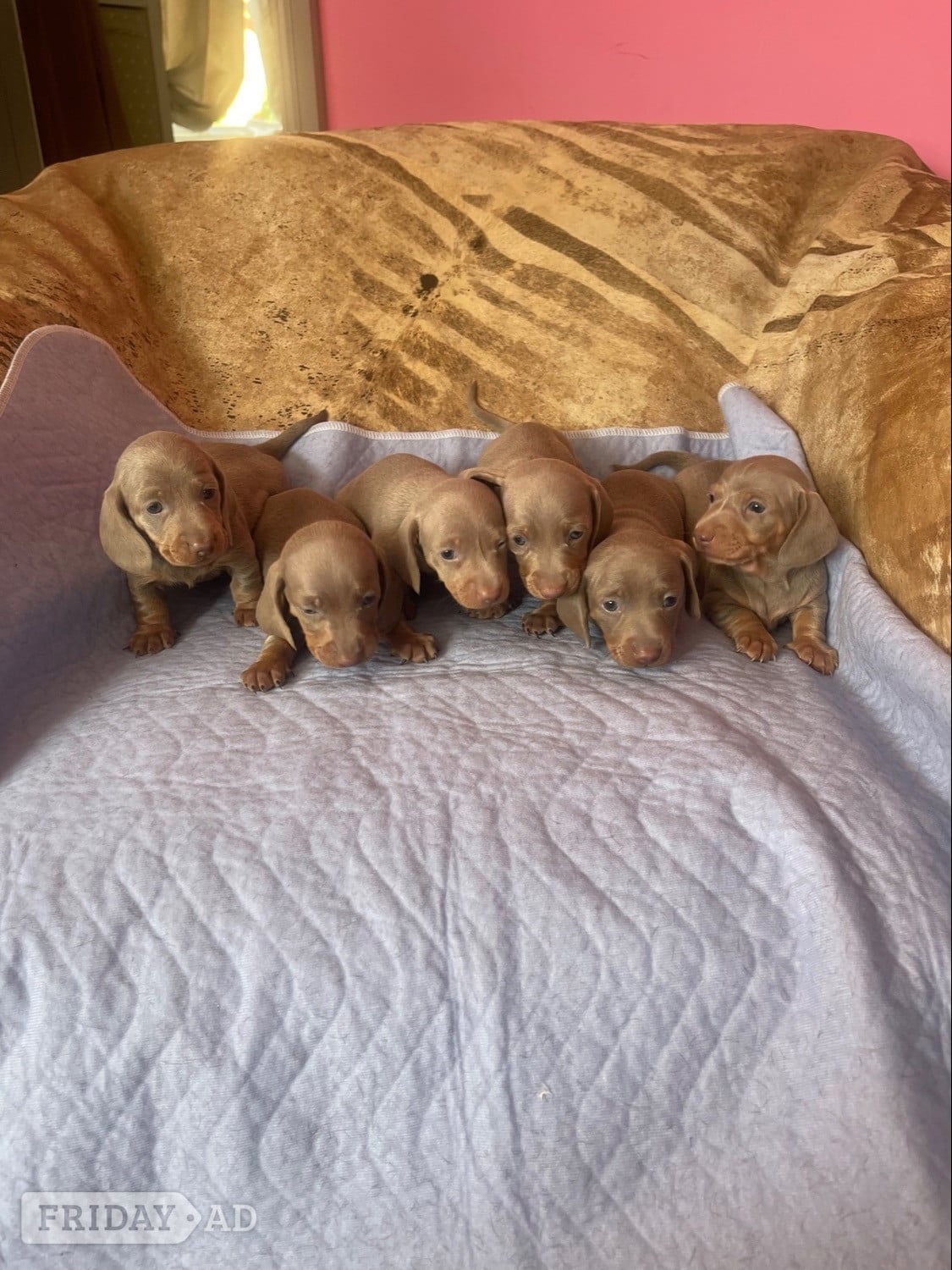 miniature dachshund puppies in Basildon