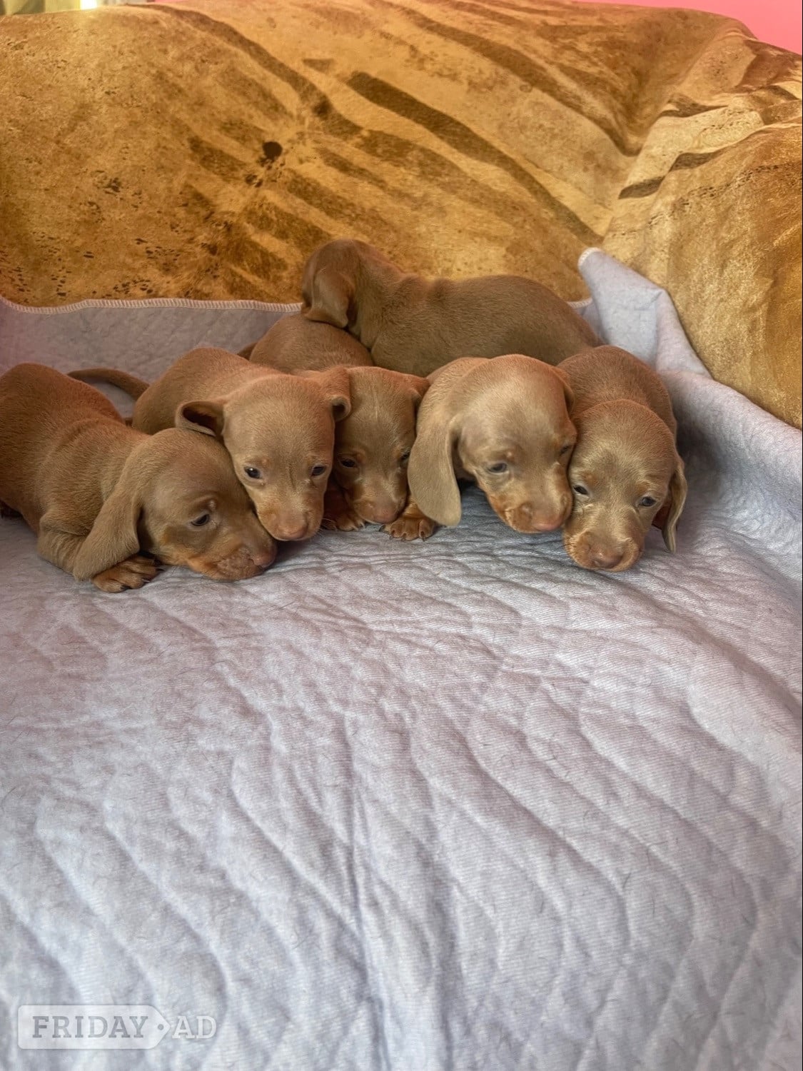 Pedigree miniature dachshund puppies