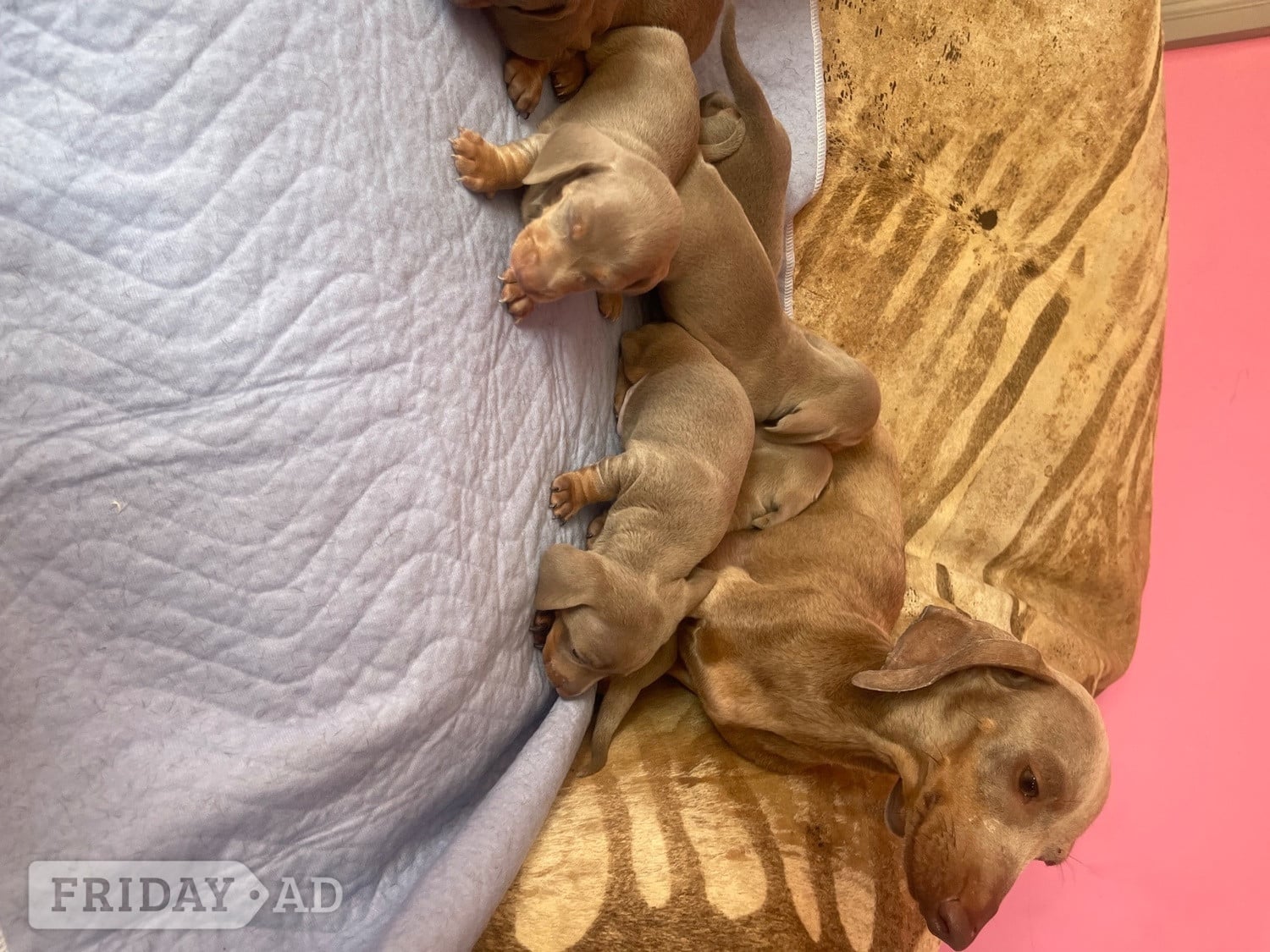 Kc miniature dachshund puppies in Basildon