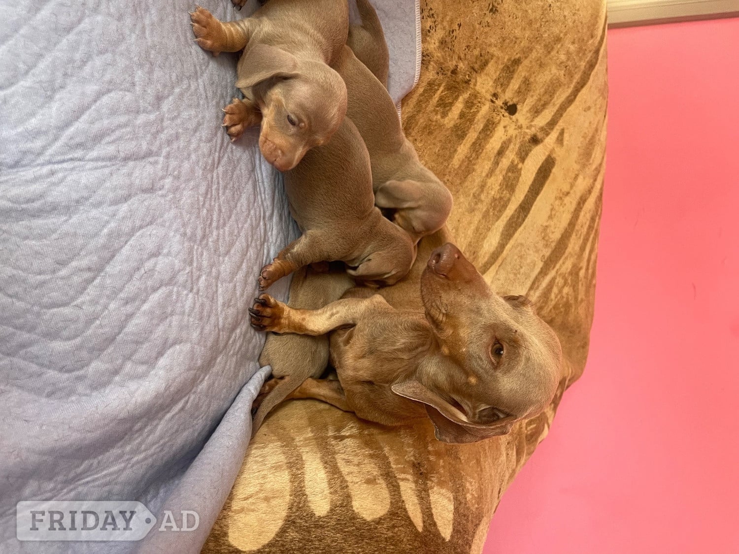 Kc miniature dachshund puppies