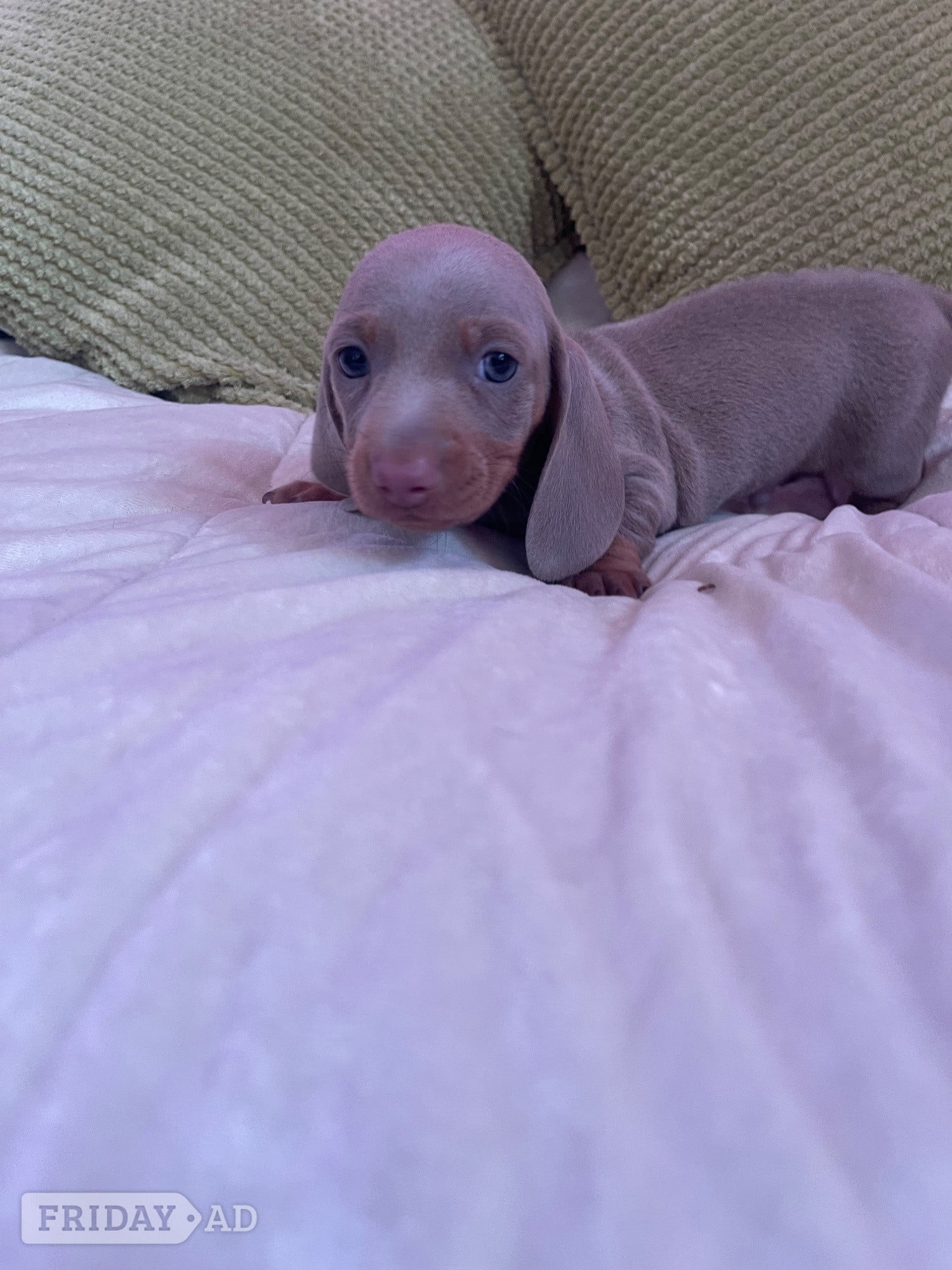 Basildon miniature dachshund puppies