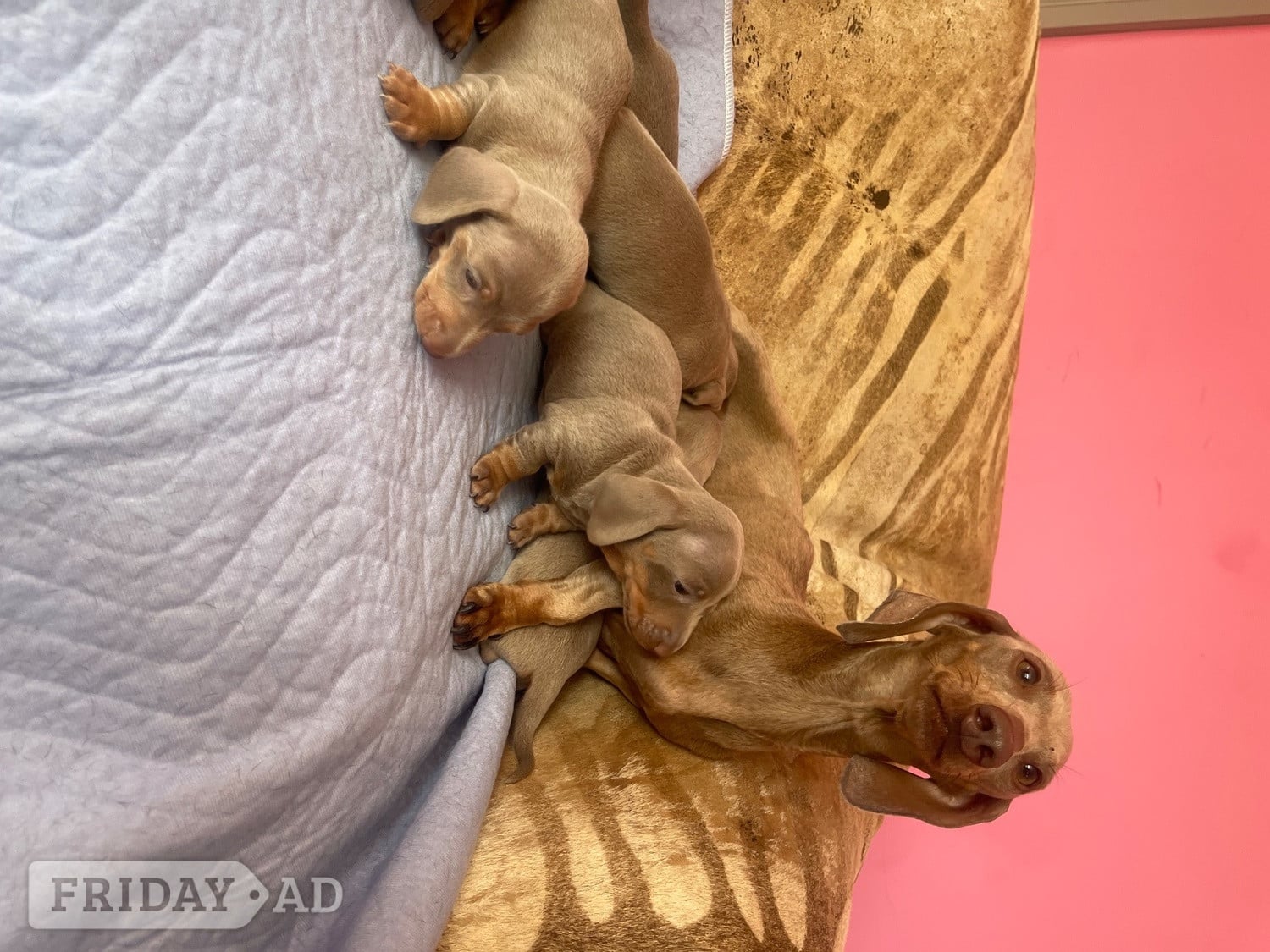 Basildon Kc miniature dachshund puppies