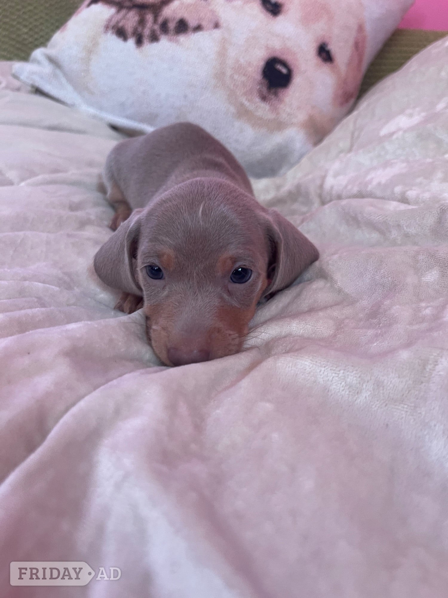 miniature dachshund puppies - Dogs & Puppies in Basildon